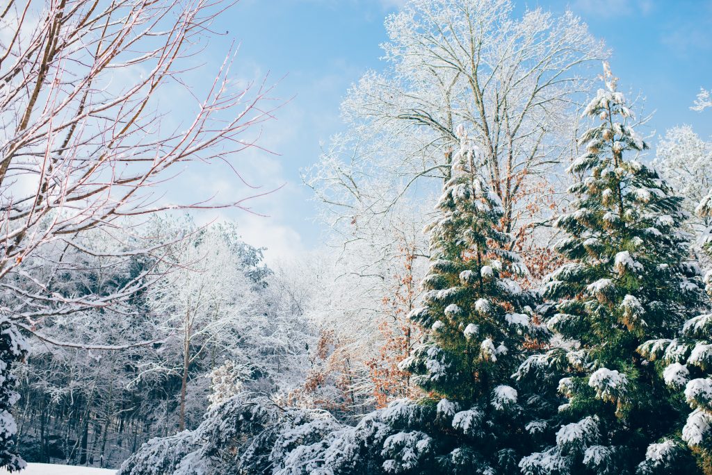 Pine trees covered in snow against clear blue sky