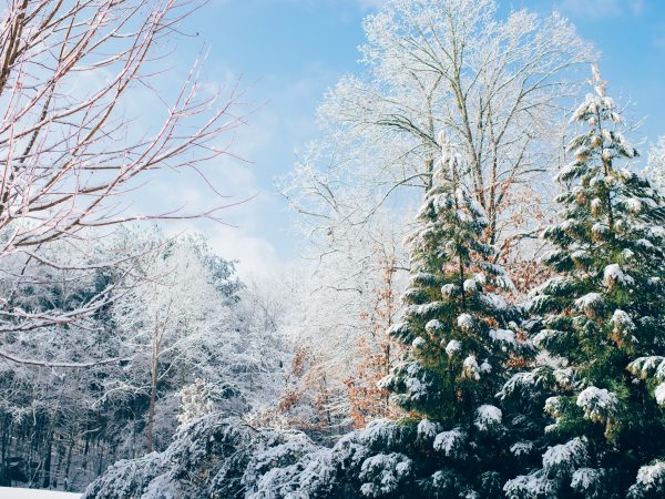 Pine trees covered in snow against clear blue sky